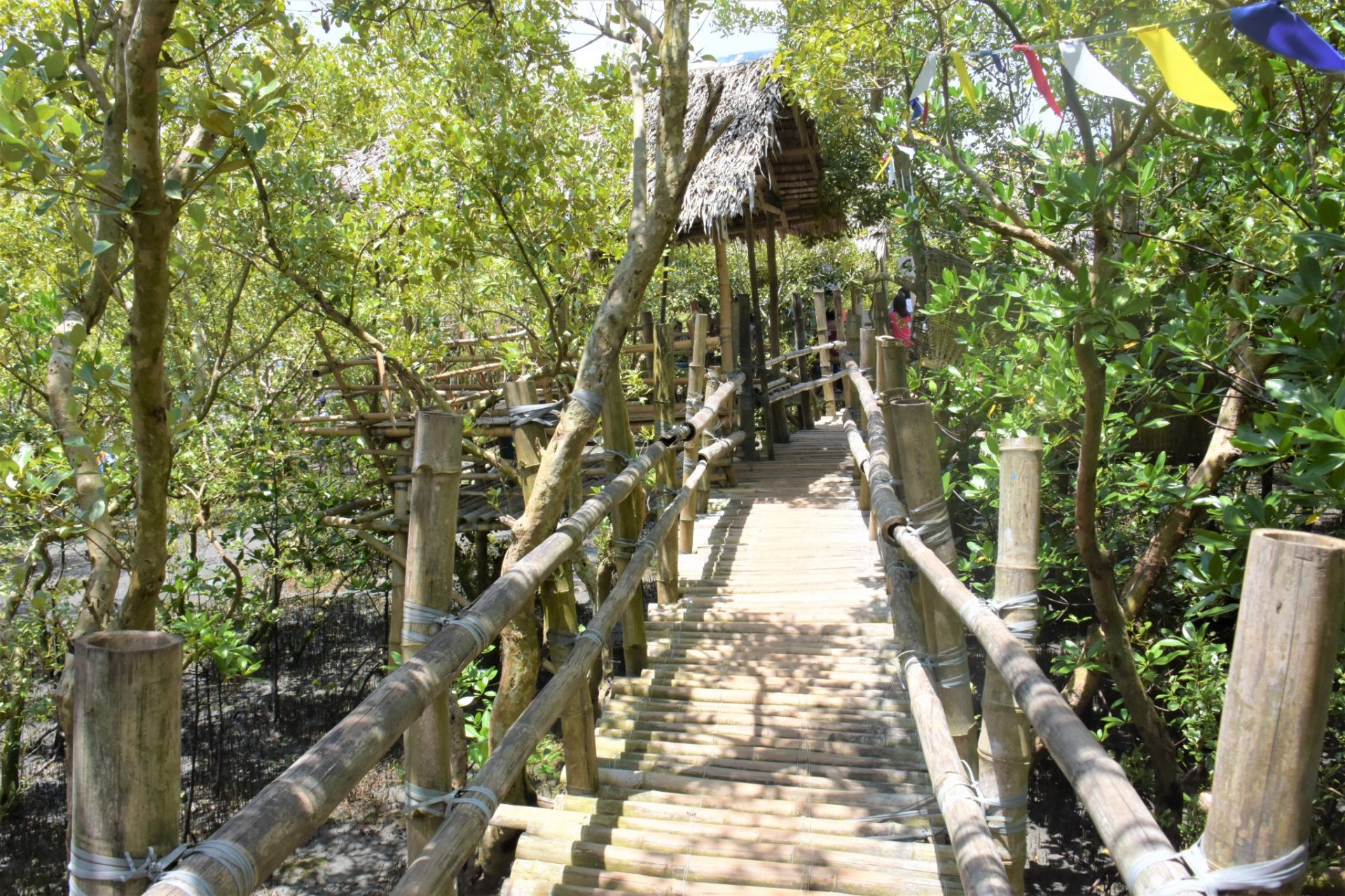 Assistance To Brgy Vi A Mangrove Eco Trail Victorias Negros